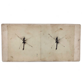 Double Dragonfly, Perfect Antique Homemade Stereoview