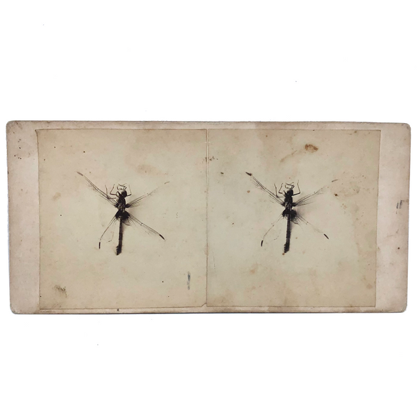 Double Dragonfly, Perfect Antique Homemade Stereoview