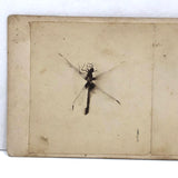 Double Dragonfly, Perfect Antique Homemade Stereoview