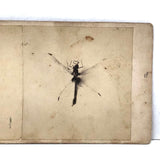 Double Dragonfly, Perfect Antique Homemade Stereoview