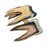 Scarce and Very Lovely Early 20th Century G. Eisenmenger Anatomical Paper Model of a Molar!