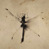 Double Dragonfly, Perfect Antique Homemade Stereoview
