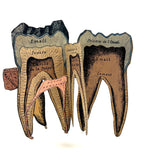 Scarce and Very Lovely Early 20th Century G. Eisenmenger Anatomical Paper Model of a Molar!