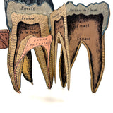 Scarce and Very Lovely Early 20th Century G. Eisenmenger Anatomical Paper Model of a Molar!