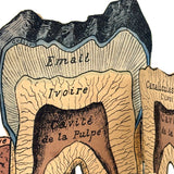Scarce and Very Lovely Early 20th Century G. Eisenmenger Anatomical Paper Model of a Molar!