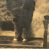 Ernest Dudirian, Four Years Old, in Furry Outfit, Old RPPC