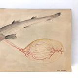 Delicate Vintage Watercolor of Dog Fish with Yolk Sac