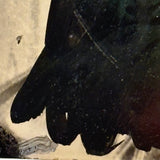 Woman in Black with Painterly Tree, Curious Full Plate Folk Art Tintype