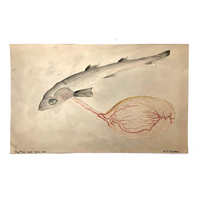 Delicate Vintage Watercolor of Dog Fish with Yolk Sac