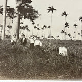 Men with Hats in Field with Palm Trees, Striking c. 1900 Silver Print on Thin Paper