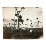 Men with Hats in Field with Palm Trees, Striking c. 1900 Silver Print on Thin Paper