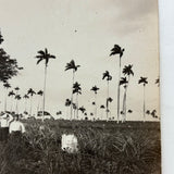 Men with Hats in Field with Palm Trees, Striking c. 1900 Silver Print on Thin Paper