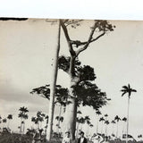 Men with Hats in Field with Palm Trees, Striking c. 1900 Silver Print on Thin Paper