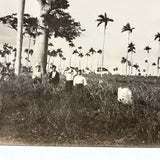 Men with Hats in Field with Palm Trees, Striking c. 1900 Silver Print on Thin Paper