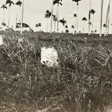 Men with Hats in Field with Palm Trees, Striking c. 1900 Silver Print on Thin Paper
