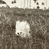 Men with Hats in Field with Palm Trees, Striking c. 1900 Silver Print on Thin Paper