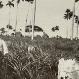 Men with Hats in Field with Palm Trees, Striking c. 1900 Silver Print on Thin Paper