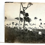 Men with Hats in Field with Palm Trees, Striking c. 1900 Silver Print on Thin Paper