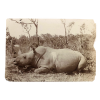 1913 Press Photo of Rhinoceros in the Wild (Presumed Albumen Print)