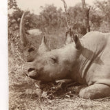 1913 Press Photo of Rhinoceros in the Wild (Presumed Albumen Print)