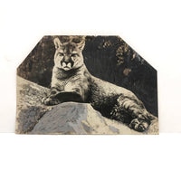 Trimmed and Partially Hand-colored 1912 Press Photo of Puma