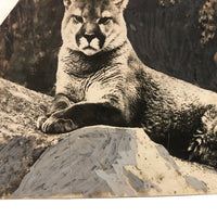Trimmed and Partially Hand-colored 1912 Press Photo of Puma