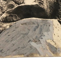 Trimmed and Partially Hand-colored 1912 Press Photo of Puma