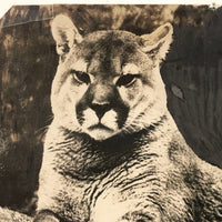Trimmed and Partially Hand-colored 1912 Press Photo of Puma