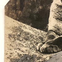 Trimmed and Partially Hand-colored 1912 Press Photo of Puma