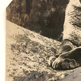 Trimmed and Partially Hand-colored 1912 Press Photo of Puma