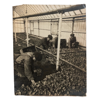 Truck Gardening Under Glass,New Jersey, Early Underwood & Underwood News Photo