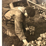 Truck Gardening Under Glass,New Jersey, Early Underwood & Underwood News Photo