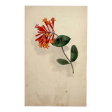 SOLD Lonicera Sempervirens (Carolina Trumpet Honeysuckle), Antique Watercolor with Shadow on Laid