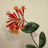 SOLD Lonicera Sempervirens (Carolina Trumpet Honeysuckle), Antique Watercolor with Shadow on Laid