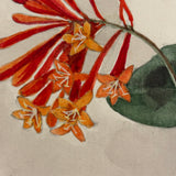 SOLD Lonicera Sempervirens (Carolina Trumpet Honeysuckle), Antique Watercolor with Shadow on Laid