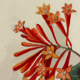 SOLD Lonicera Sempervirens (Carolina Trumpet Honeysuckle), Antique Watercolor with Shadow on Laid
