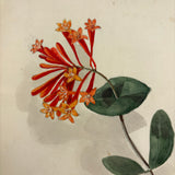 SOLD Lonicera Sempervirens (Carolina Trumpet Honeysuckle), Antique Watercolor with Shadow on Laid