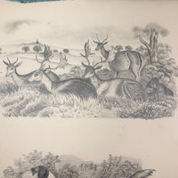 Lucy Jones' Mid 19th C. Sketchbooks (2) Filled with Graphite Drawings