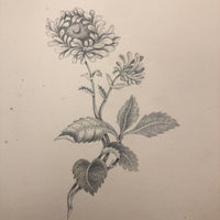 Lucy Jones' Mid 19th C. Sketchbooks (2) Filled with Graphite Drawings