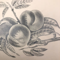 Lucy Jones' Mid 19th C. Sketchbooks (2) Filled with Graphite Drawings