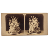 Early British Stereoview View: Botanical Anatomy