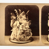 Early British Stereoview View: Botanical Anatomy
