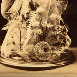 Early British Stereoview View: Botanical Anatomy