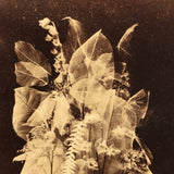 Early British Stereoview View: Botanical Anatomy