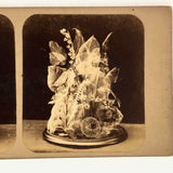 Early British Stereoview View: Botanical Anatomy