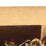 Early British Stereoview View: Botanical Anatomy