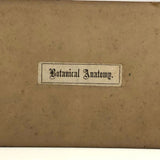Early British Stereoview View: Botanical Anatomy