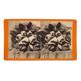 C. 1870s "Magnolia in Bloom" Stereoview