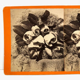 C. 1870s "Magnolia in Bloom" Stereoview