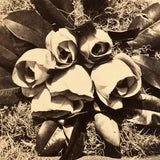 C. 1870s "Magnolia in Bloom" Stereoview